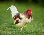 A rooster walking on the grass.