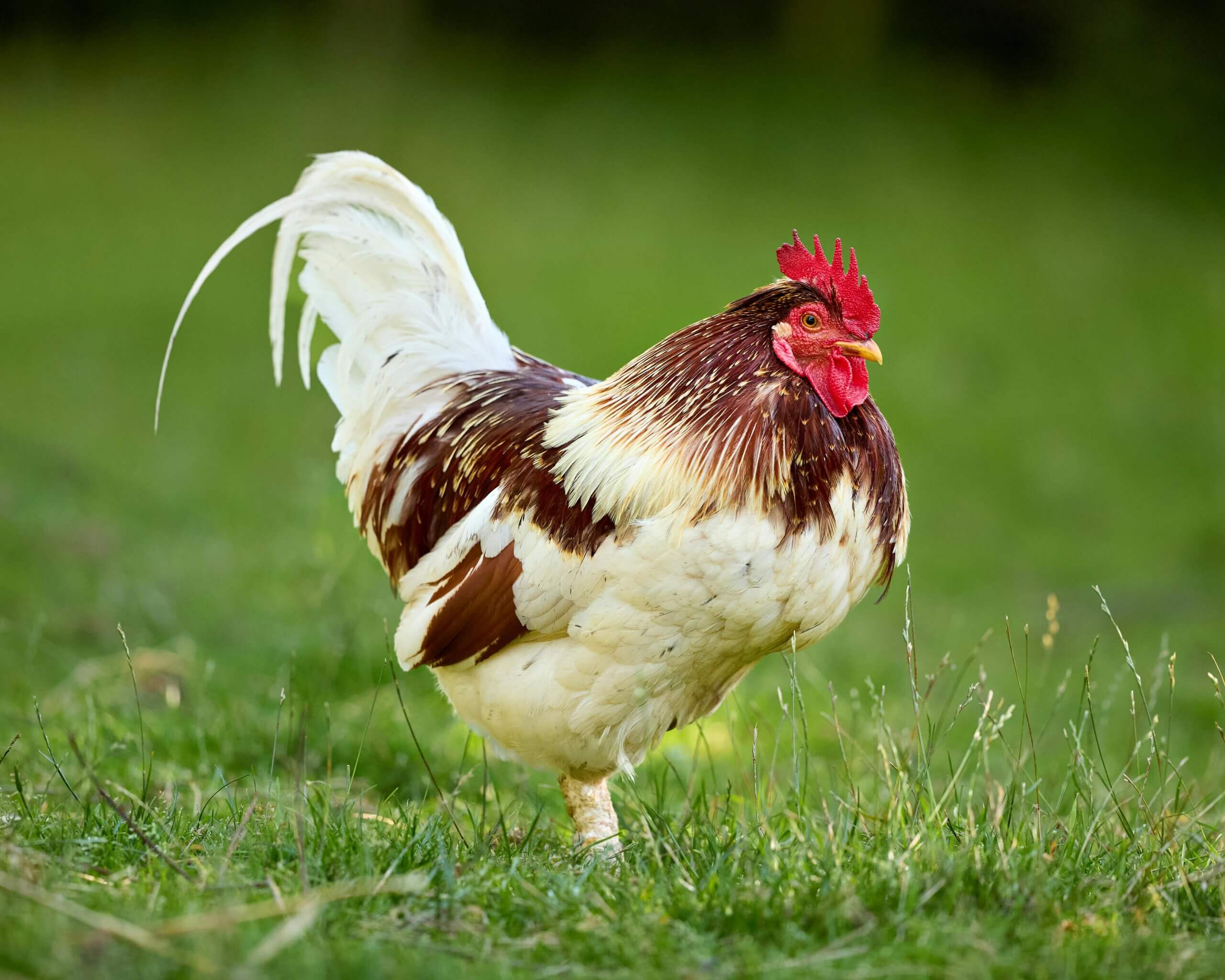 A rooster walking on the grass.
